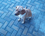 Собаки в Севастополе: Срочно ищем хозяина Собаки Девочка, 1 руб. - фото 1