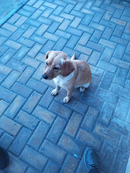 Объявление: Срочно ищем хозяина Собаки, 1 руб., Севастополь