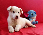 Собаки в Санкт-Петербурге: Неописуемой красоты белый щенок Мальчик, Бесплатно - фото 1