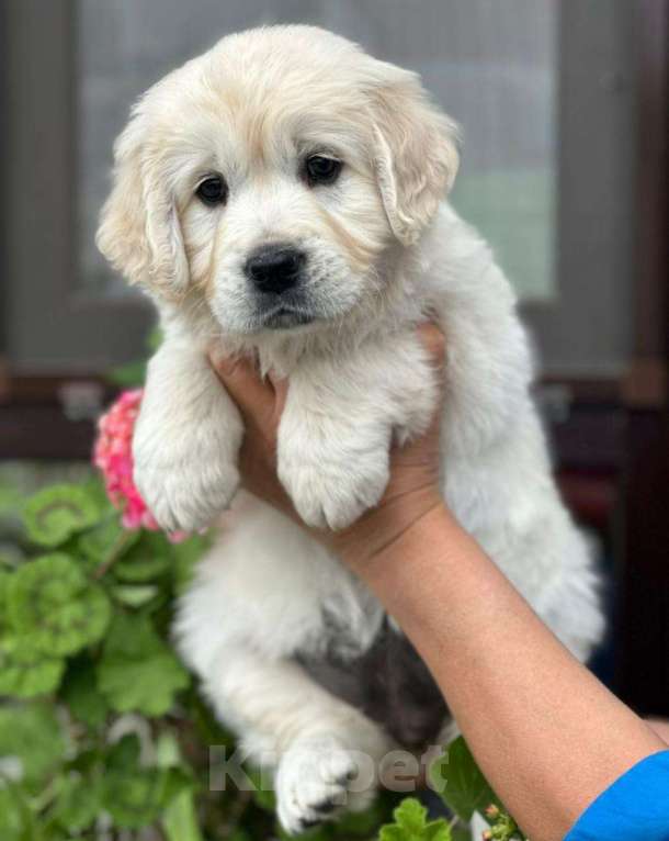 Собаки в других городах Тверской области: Щенки золотистого ретривера (возможна доставка по городу Тверь ) Мальчик, 80 000 руб. - фото 3