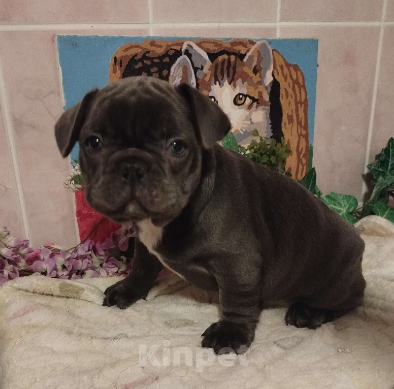 Собаки в Москве: Милые щенки французского бульдога. Мальчик, 65 000 руб. - фото 7