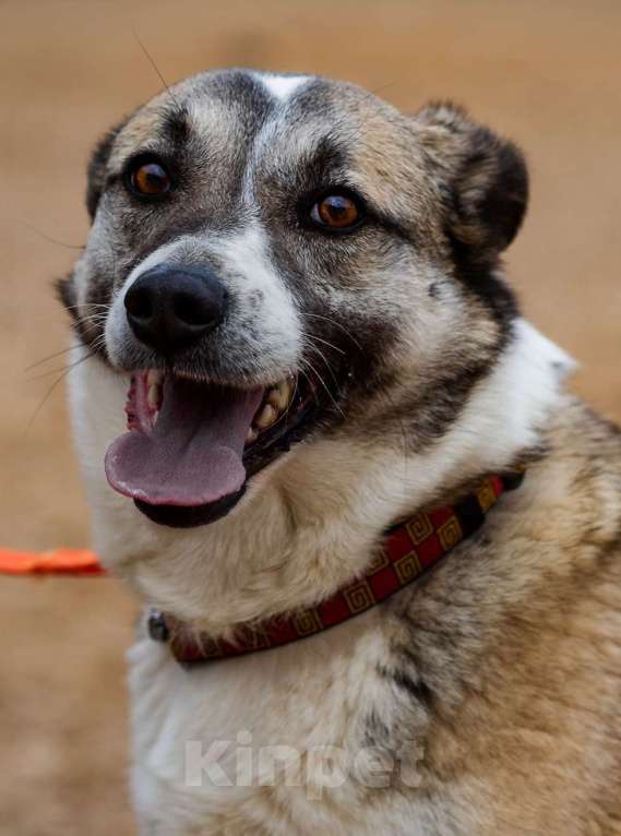 Собаки в Москве: Дейзи. Дружелюбная собака ждет в приюте Девочка, Бесплатно - фото 2