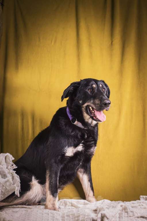 Собаки в Москве: Фунт  Мальчик, 1 руб. - фото 5