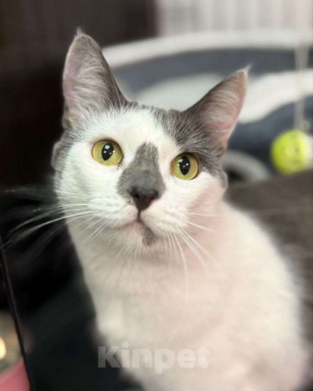 Кошки в Москве: Полтора года в Зооцентре живет никому не заметная кошечка Масяня... Девочка, Бесплатно - фото 2