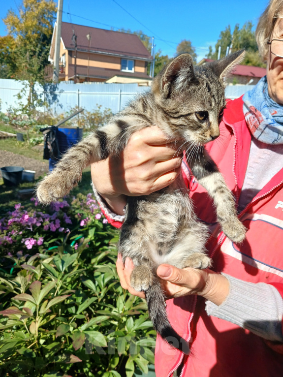 Кошки в Серпухове: Котенок в добрые руки Мальчик, Бесплатно - фото 4