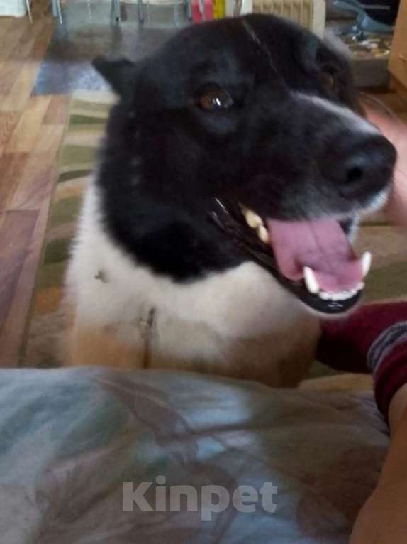 Собаки в Костроме: Найдена собака Девочка, Бесплатно - фото 2