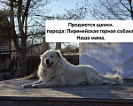 Собаки в Кингисеппе: Щенки Пиренейской горной собаки Разнополые, Бесплатно - фото 8