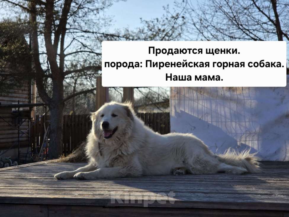 Собаки в Кингисеппе: Щенки Пиренейской горной собаки Разнополые, Бесплатно - фото 8