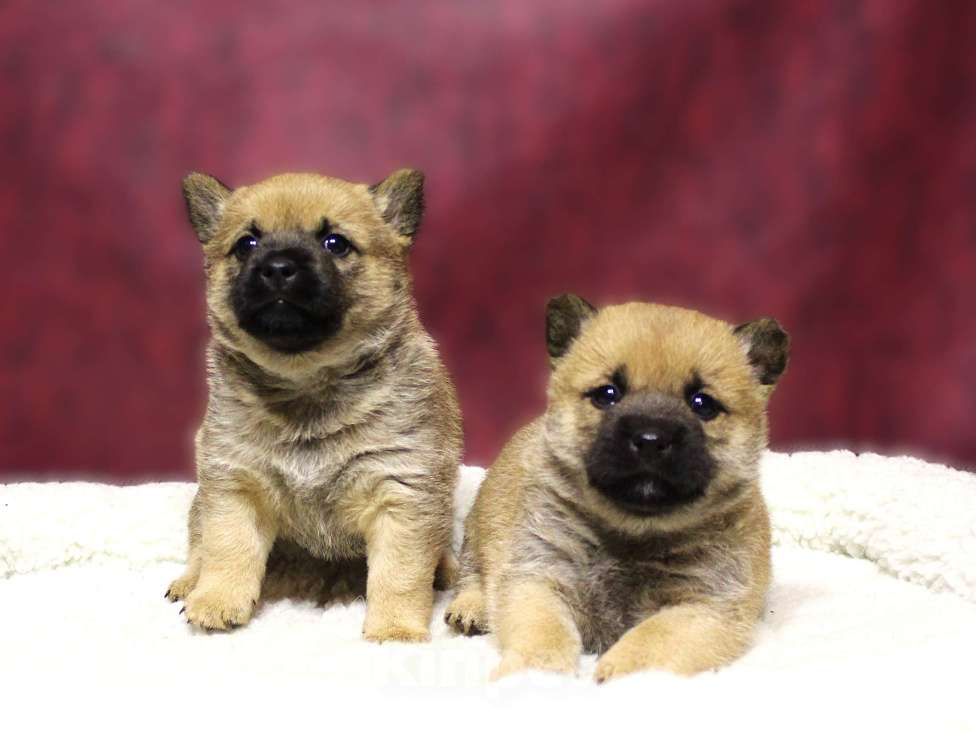 Собаки в Москве: Щенки Девочка, Бесплатно - фото 3