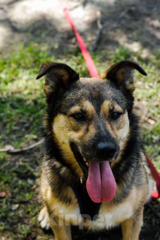 Собаки в Москве: Мулан Девочка, Бесплатно - фото 18