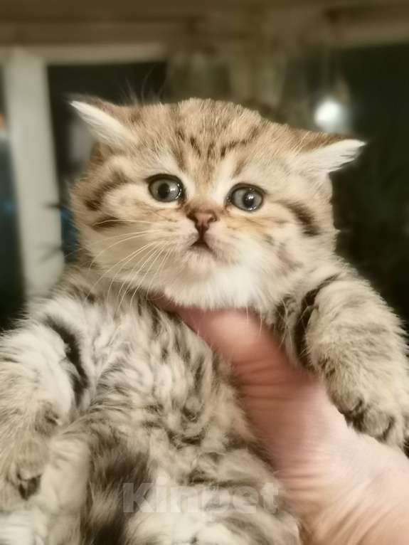 Кошки в Москве: Котик и кошечка Мальчик, 22 000 руб. - фото 3