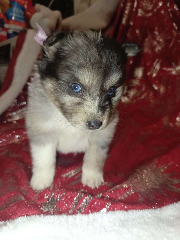 Собаки в Кировграде: Шикарные детки Девочка, 14 000 руб. - фото 4