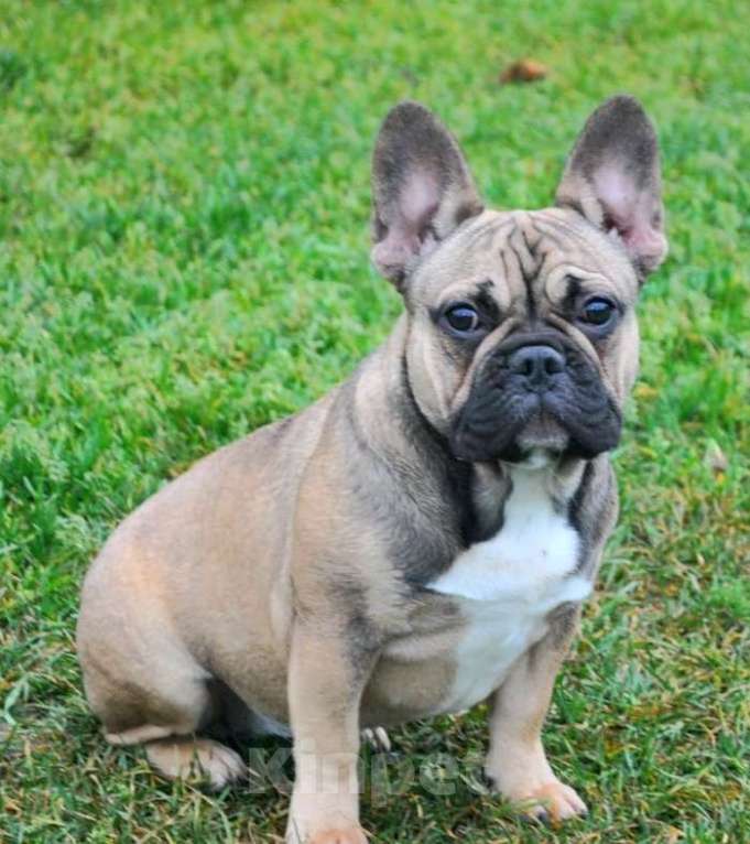 Собаки в Москве: Подрощенная девочка француженка  Девочка, Бесплатно - фото 5