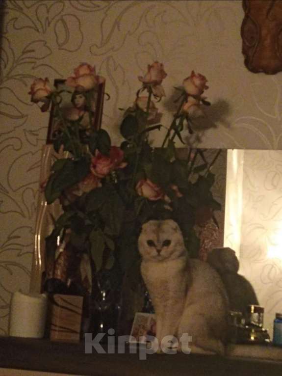 Кошки в Севастополе: Ищем невесту для кота-джентльмена Мальчик, Бесплатно - фото 1