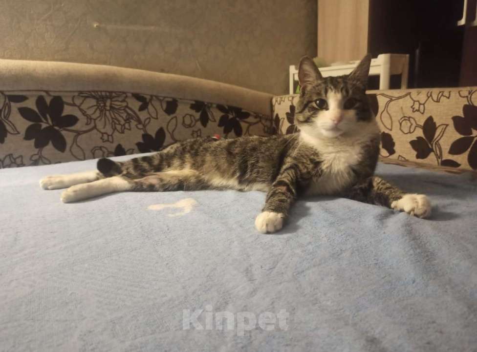 Кошки в других городах Московской области: Друг Кузя 1 год Мальчик, Бесплатно - фото 6