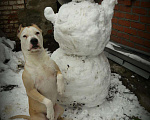 Собаки в Краснодаре: Пит вязка, 1 руб. - фото 4