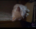 Кошки в Тольятти: Сибирский кот для вязки, Бесплатно - фото 2