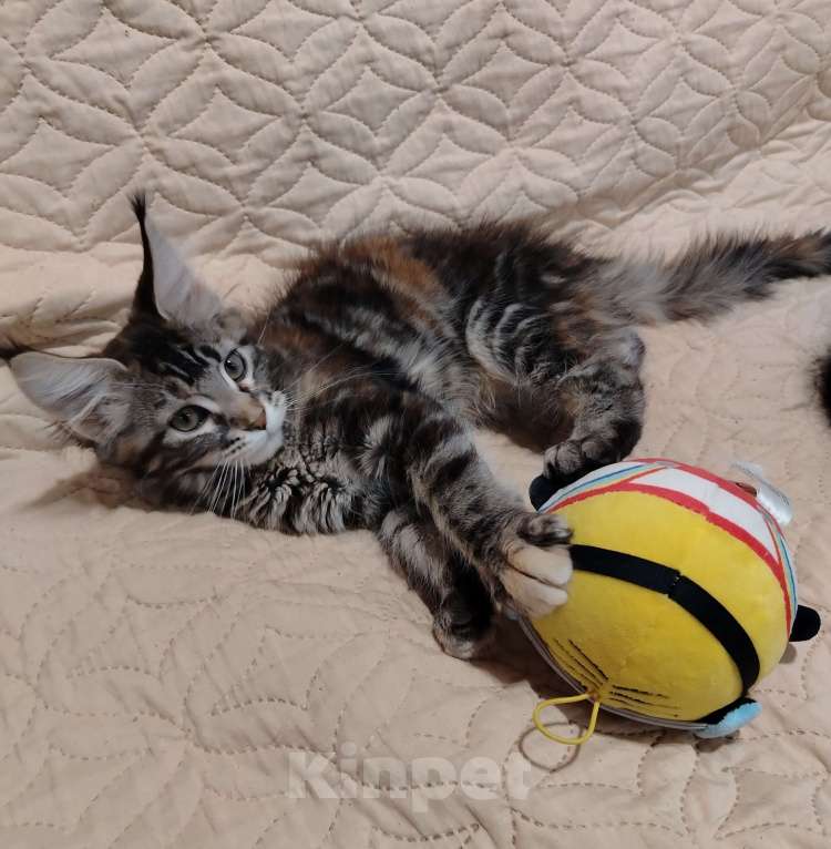 Кошки в других городах Воронежской области: Малышка 1 Девочка, 10 000 руб. - фото 3