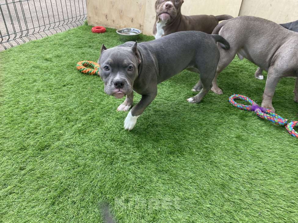 Собаки в Москве: девочка американского булли Девочка, Бесплатно - фото 6