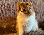 Кошки в Чите: Персидская кошечка Девочка, 10 000 руб. - фото 1