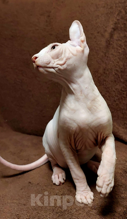 Кошки в Улане-Удэ: белый эльфик Мальчик, 16 000 руб. - фото 5