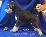 Собаки в Севастополе: Замечательные щенки цвергшнауцера от титулованных родителей Мальчик, 50 000 руб. - фото 1