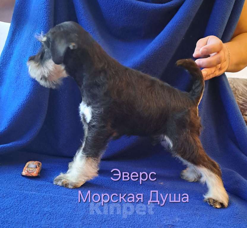 Собаки в Севастополе: Замечательные щенки цвергшнауцера от титулованных родителей Мальчик, 50 000 руб. - фото 1