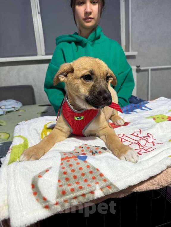 Собаки в Химках: Мальчик Мальчик, Бесплатно - фото 4