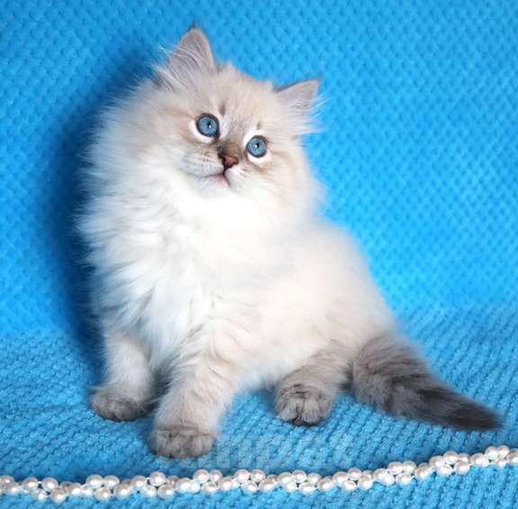 Кошки в Москве: Ласковый, чудесный котик Емеля. Мальчик, 60 000 руб. - фото 2