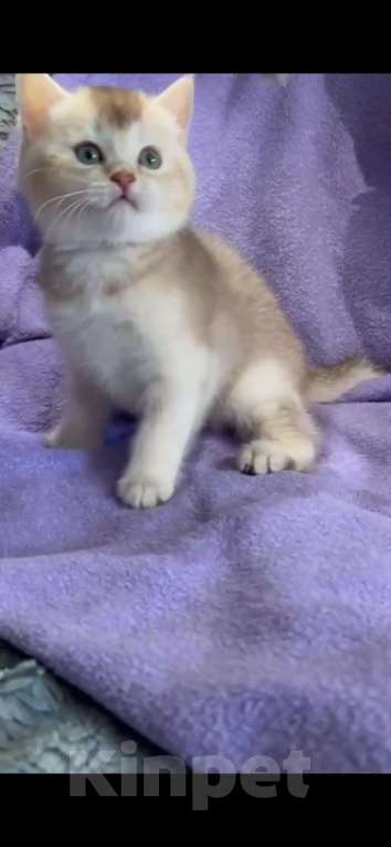 Кошки в Екатеринбурге: Шиншилла лиловое золото страйт  Мальчик, 25 000 руб. - фото 4