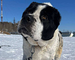 Собаки в Москве: Спасеныш из Сургута ищет свой дом Мальчик, Бесплатно - фото 2