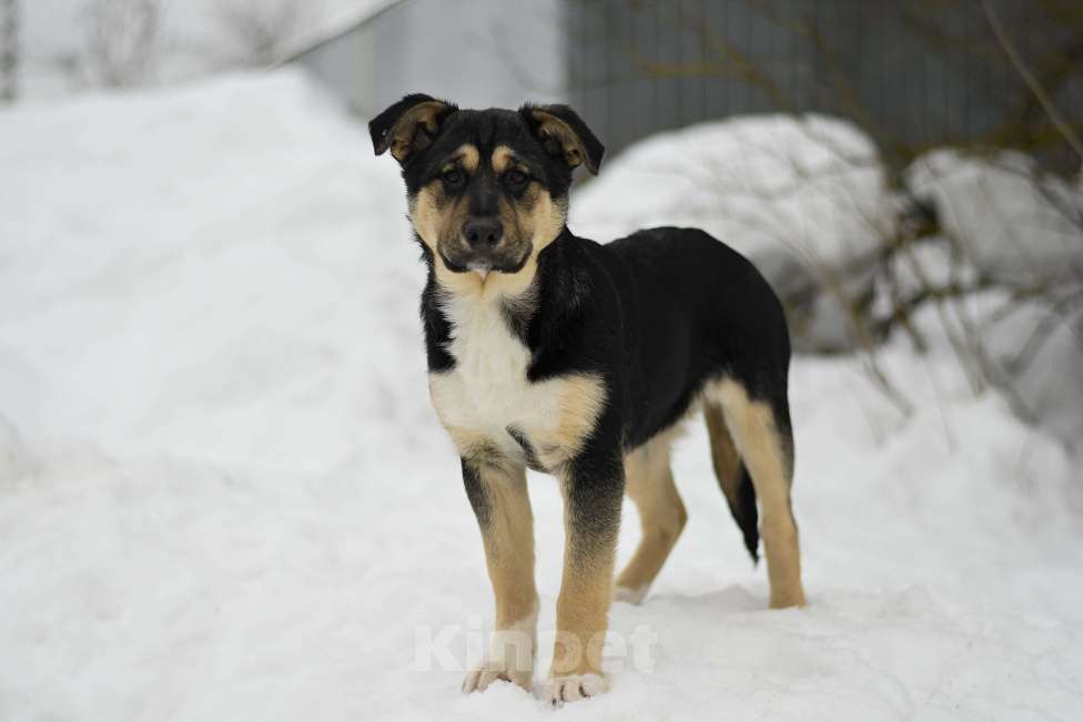 Собаки в других городах Московской области: щенок Ника ищет семью Девочка, Бесплатно - фото 1