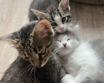Кошки в Химках: Отдам котенка Мальчик, Бесплатно - фото 3