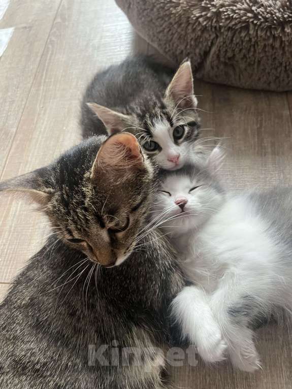 Кошки в Химках: Отдам котенка Мальчик, Бесплатно - фото 3