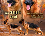 Собаки в Томске: Щенки немецкой овчарки Мальчик, 60 000 руб. - фото 3