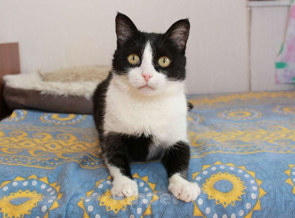 Кошки в Калуге: Феличита из магазина ищет дом. Молодая кошечка в добрые руки. Девочка, Бесплатно - фото 1