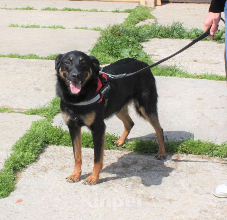 Собаки в Москве: Альма ищет свою любимую семью Девочка, 100 руб. - фото 8