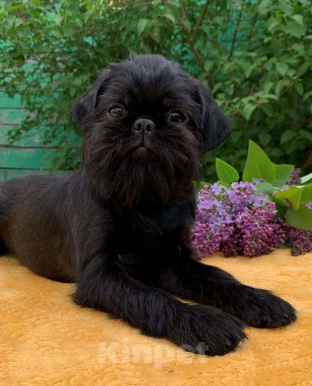 Собаки в Курске: Щенок бельгийского гриффона Девочка, 70 000 руб. - фото 2