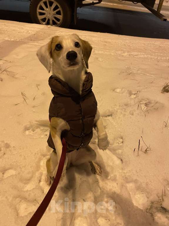 Собаки в Мурином: Собака в добрые руки Девочка, Бесплатно - фото 2