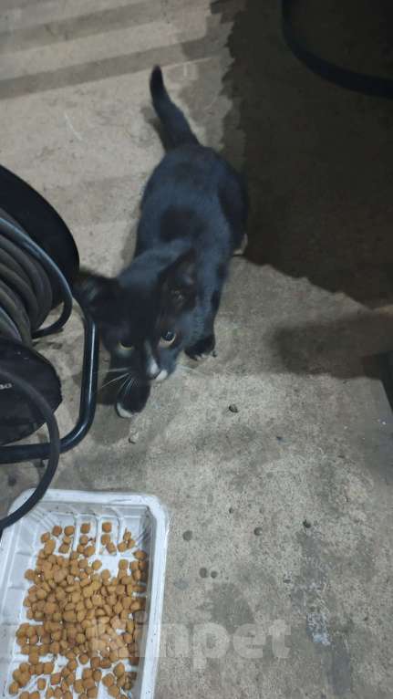 Кошки в Санкт-Петербурге: Котенок с промзоны Мальчик, Бесплатно - фото 2