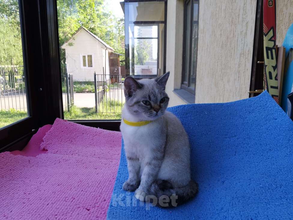 Кошки в Москве: Британские котята  Девочка, 15 000 руб. - фото 2