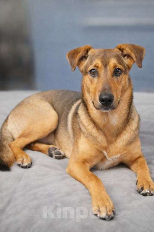 Собаки в Москве: Чудесный 5 мес щенок Ричи ищет семью! Мальчик, Бесплатно - фото 2