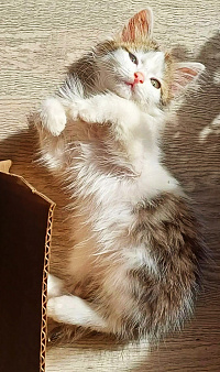 Котенок мальчик в добрые руки
