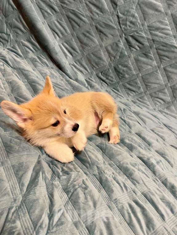 Собаки в других городах Московской области: Мальчик 6 Мальчик, 50 000 руб. - фото 2