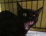 Кошки в Москве: Чёрная кошка с отрубленным хвостом  Девочка, 100 руб. - фото 1