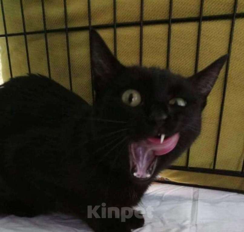 Кошки в Москве: Чёрная кошка с отрубленным хвостом  Девочка, 100 руб. - фото 1