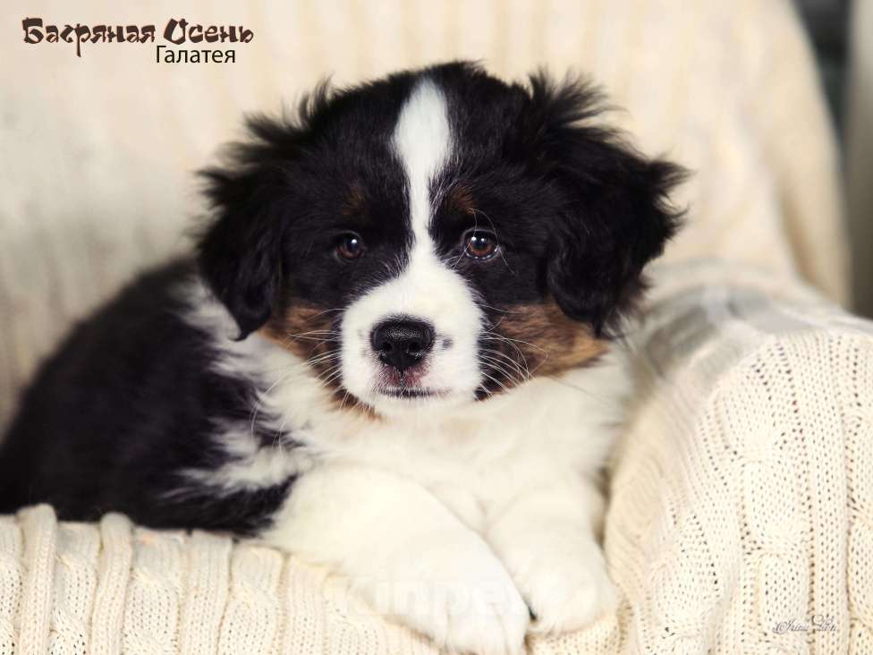 Собаки в других городах Московской области: Продается девочка миниаусси Девочка, 60 000 руб. - фото 8