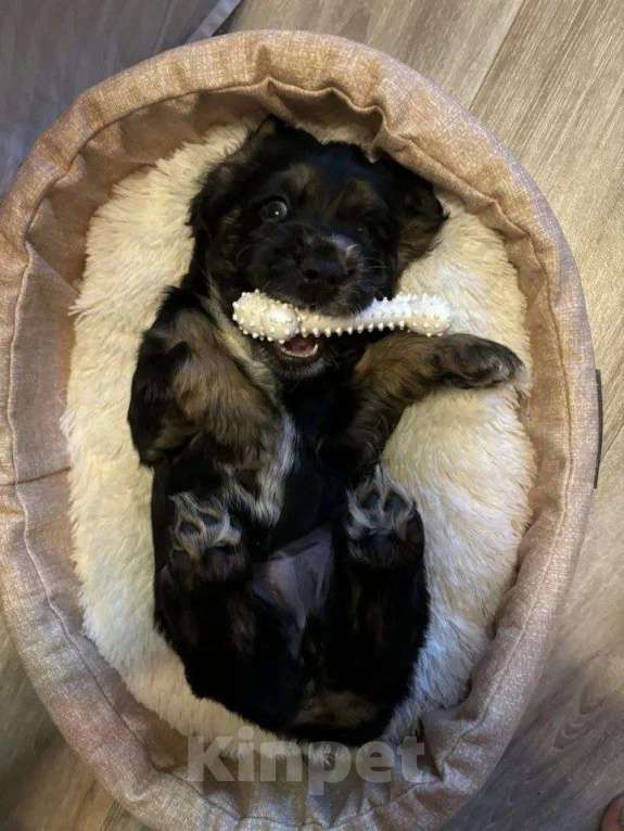 Собаки в Челябинске: Три девочки и один мальчик Мальчик, 6 000 руб. - фото 4