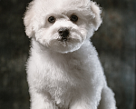 Собаки в Дмитрове: бишон фризе Девочка, 100 000 руб. - фото 1
