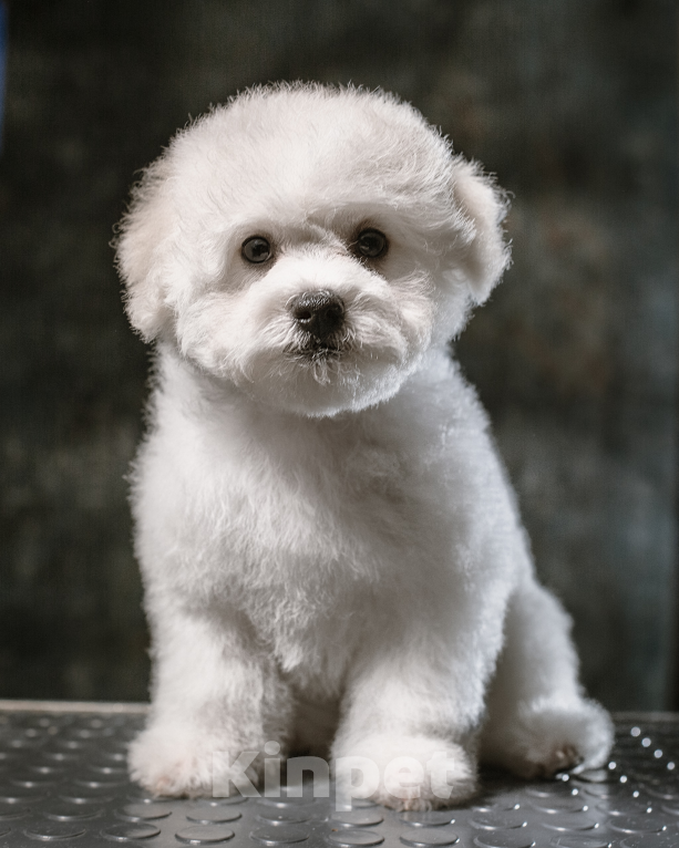 Собаки в Дмитрове: бишон фризе Девочка, 100 000 руб. - фото 1